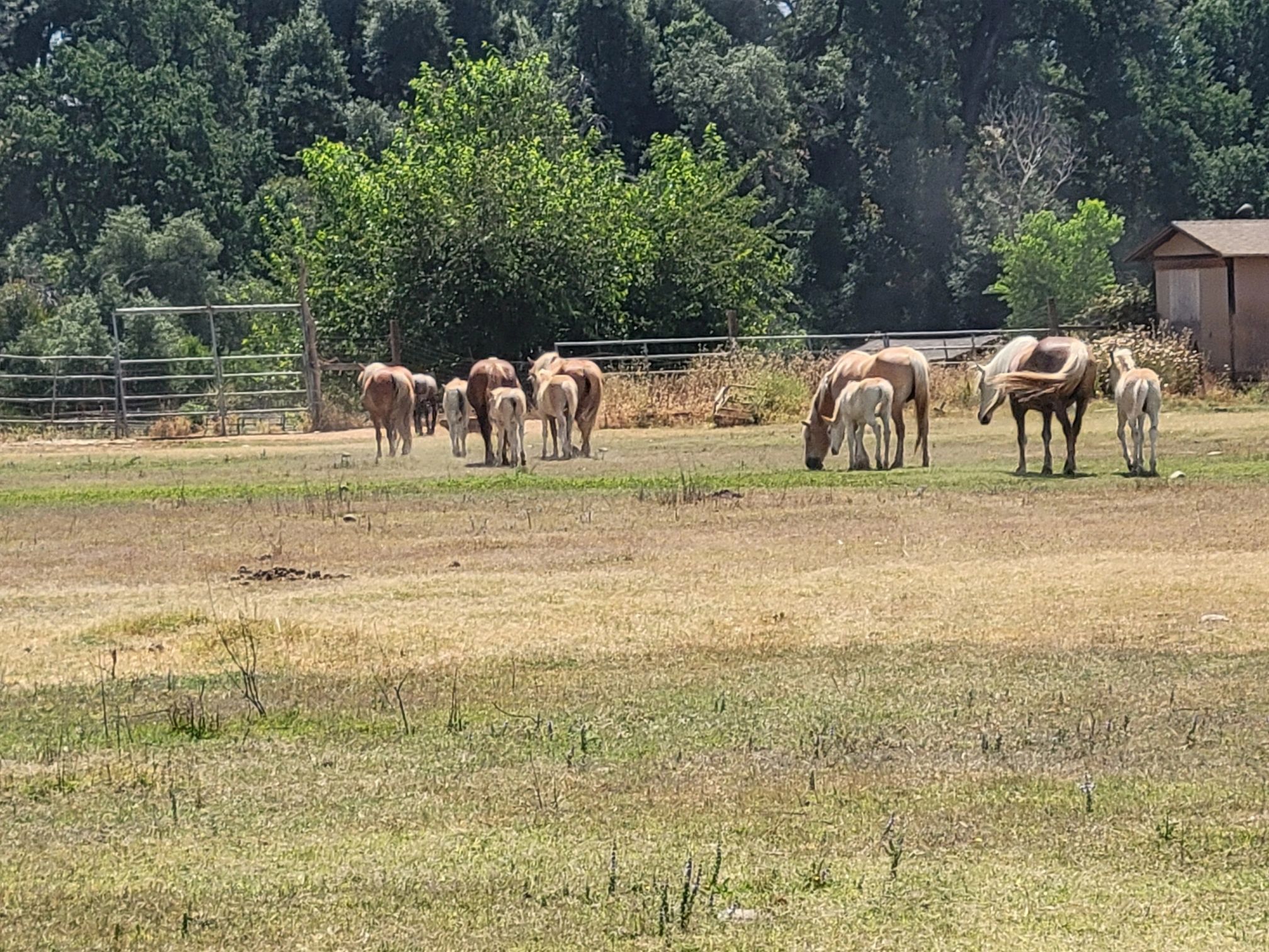 Haflinger Horses