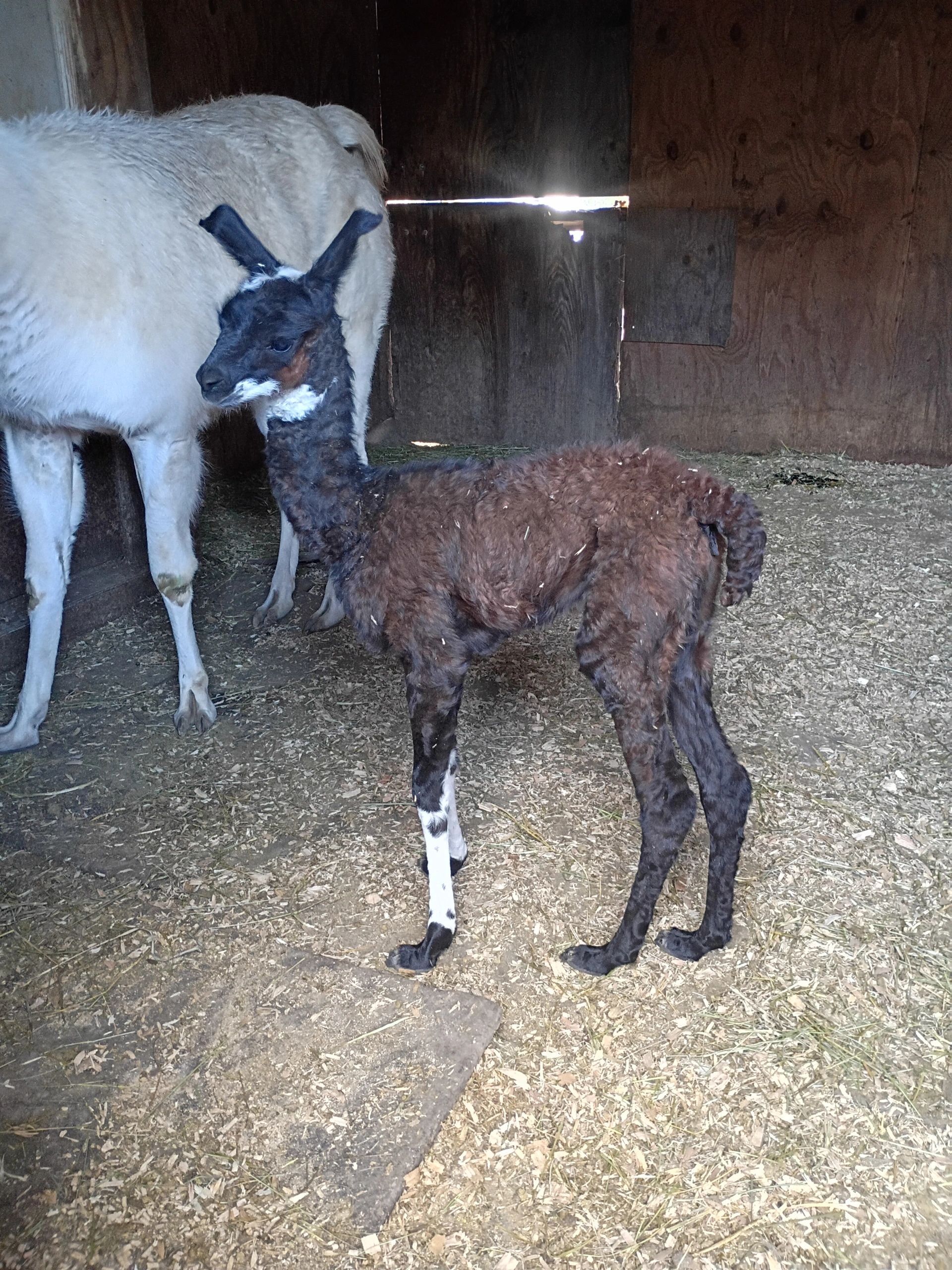 Llamas & Mini Horses